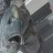 20kg GT on the Great Barrier Reef